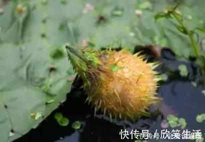 芡实|祛湿最厉害的不是薏米,而是它!连吃7天排光湿气,还能补肾益肾