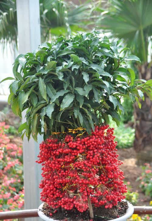 发现一种自带“贵气”的花,家里养一盆,红红火火,那叫一个喜庆