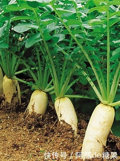 白萝卜和此物一起炖,色斑淡了,肠胃好了,给身体做个大扫除