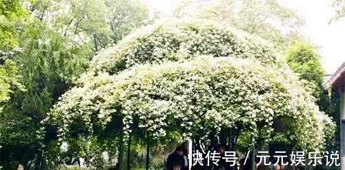 满院|家中别再乱养花了比桂花香10倍，花香袭人满院飘香