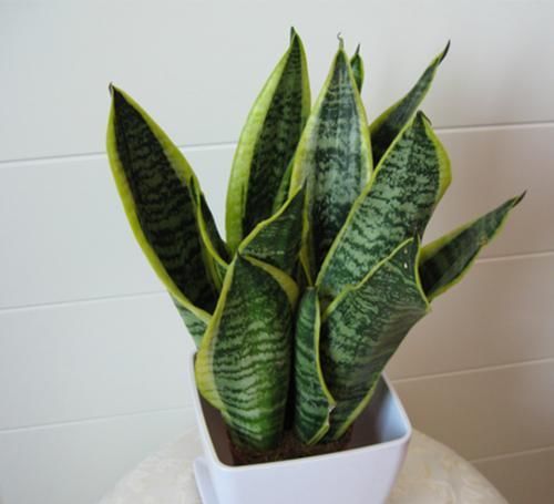  环境|几种非常耐阴的植物，漂亮又好养，想养不活都难！