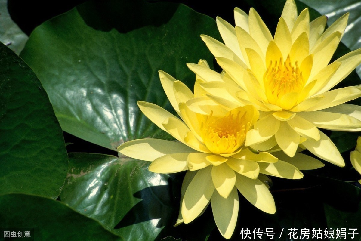 3月栽进水缸的睡莲，掌握4个养殖技巧，才5月初，花就爆缸