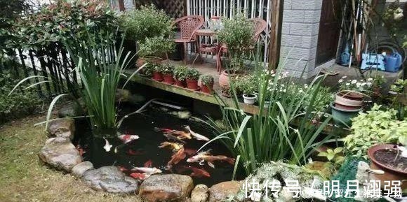 伞竹|4种花“嗜水如命”,一刻也不能断水,缺了就蔫,看看你家有吗!