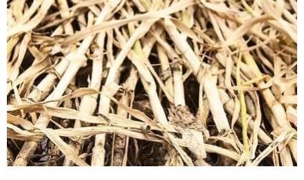大蒜|大蒜秸秆该怎么处理?方法用对了,秸秆用处也很大!