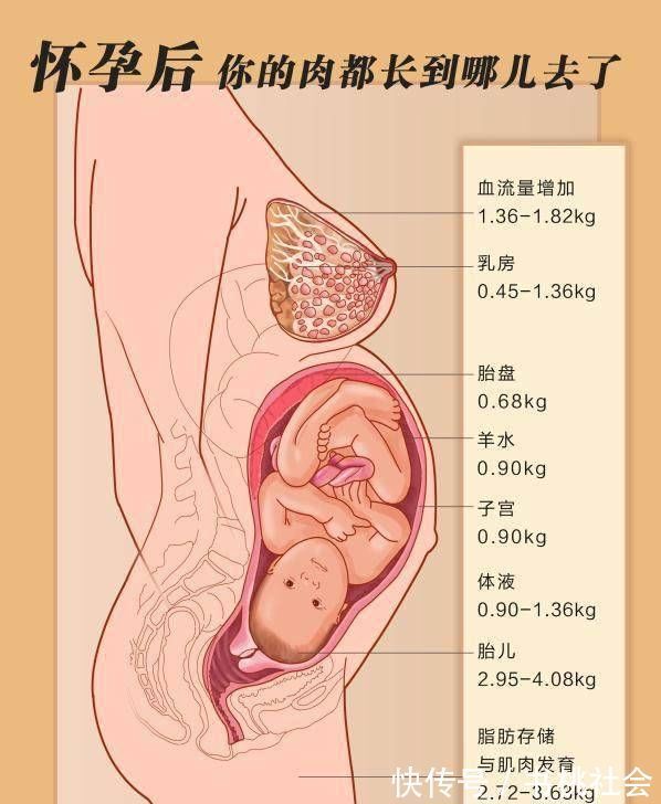 体重指数|孕妈还在为自己的体重烦恼，一张图告诉你孕期你的体重都涨在哪了