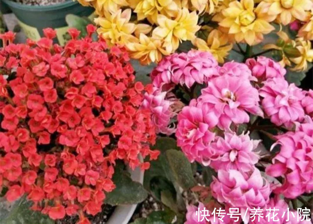 锦簇|长寿花长花苞，给它补上“1种肥”，开出的花朵锦簇，色泽鲜艳