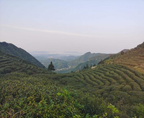 雾根牌|人美茶香好风光 庐山云雾雾根茶文化与传承