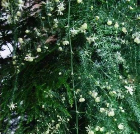 文竹|有3种“花”最怕阳光,越阴反而生长越旺,客厅养1盆还能吸甲醛!