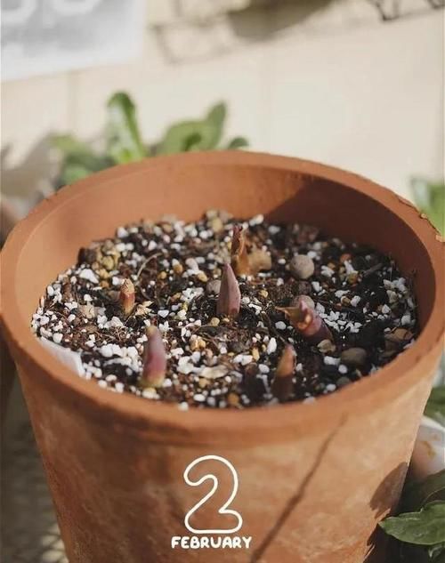 立春带来暖暖的春风，这些事情要做了