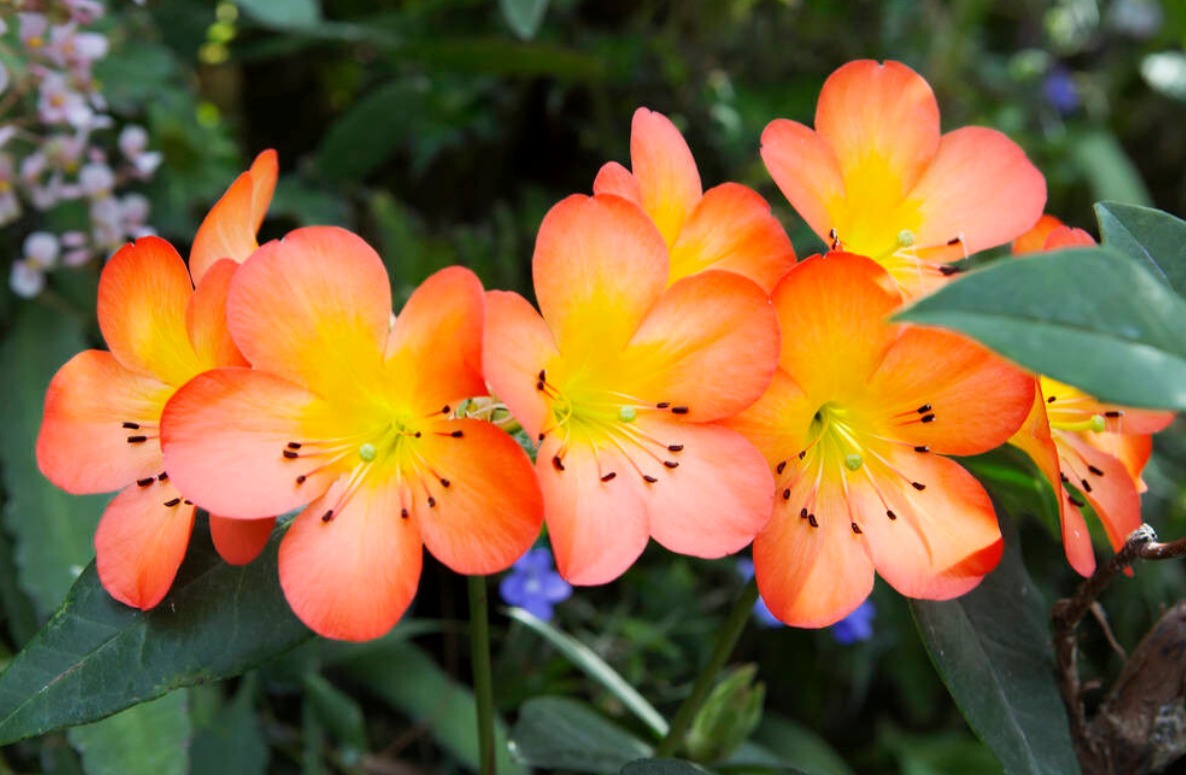 君子兰害怕五件事，新手经常犯，难怪越养越糟糕