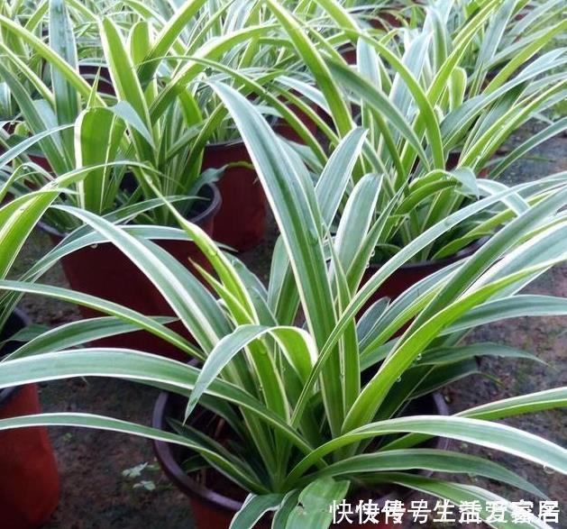 金边吊兰这样养,不用买就能种,叶子大颜色漂亮,一年长爆盆!