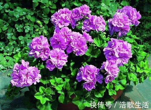 粉末|什么淘米水、黄豆水都不如1勺小粉末，一月给花用一次，花量翻倍