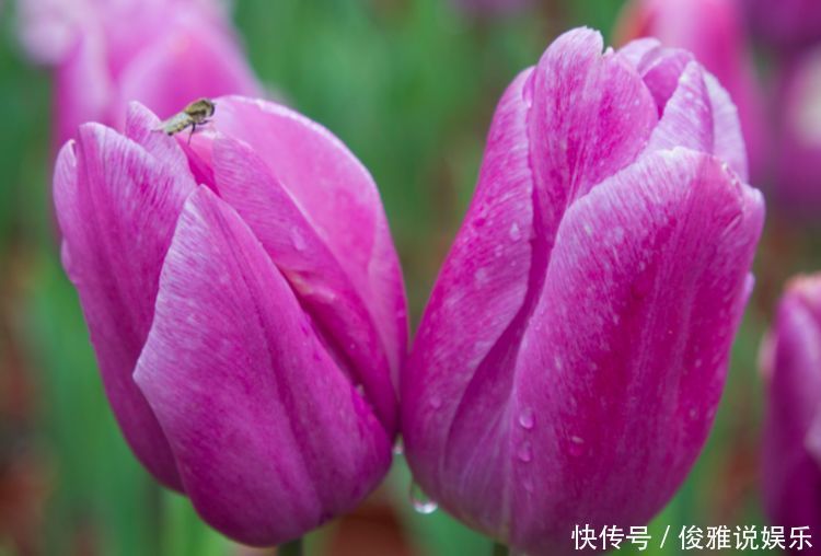 喜欢菊花,首选“欧洲小米菊”色彩糖果,似黄色糖粒,色彩斑斓