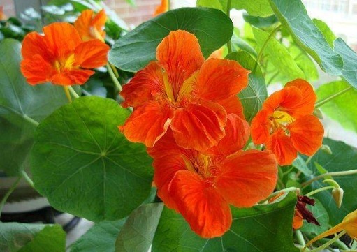 家有小院,种这些爬藤植物,花色艳还漂亮,轻松打造墙面小瀑布