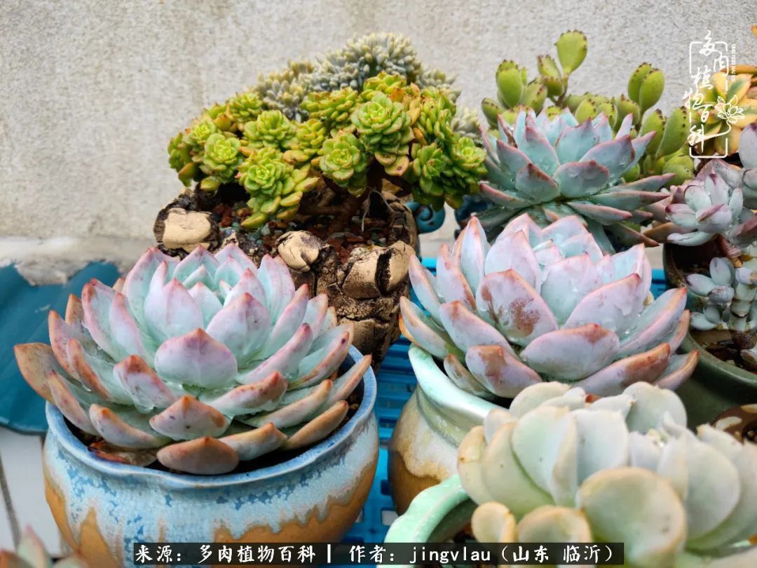 花月|多肉露养度夏,没遮阳没遮雨,有惊无险!