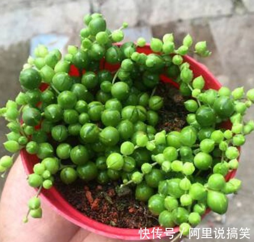 精挑细选32种多肉植物,1分钟掌握养护技巧,非常实用