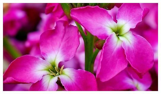 这些花都漂亮，美得像仙境，越养越喜欢，被惊艳到！