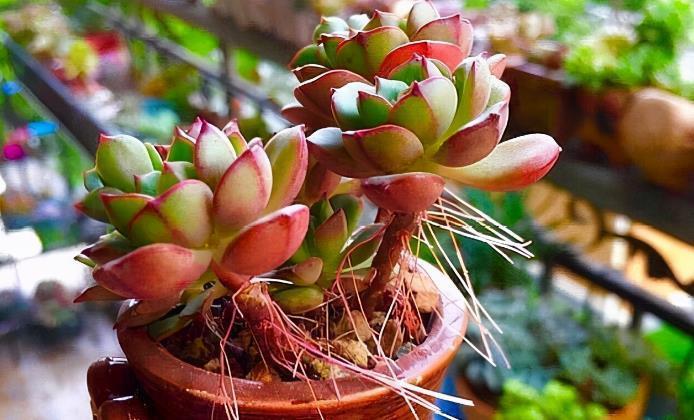 浇水|多肉长“胡须”并非无缘无故,不早点处理问题大了