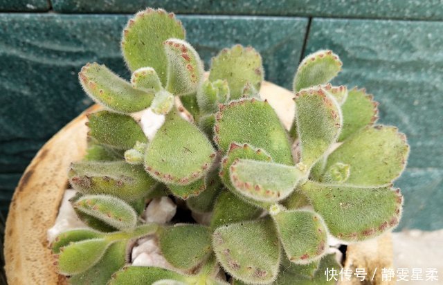 北阳台养花,选对植物,也能造个小花园