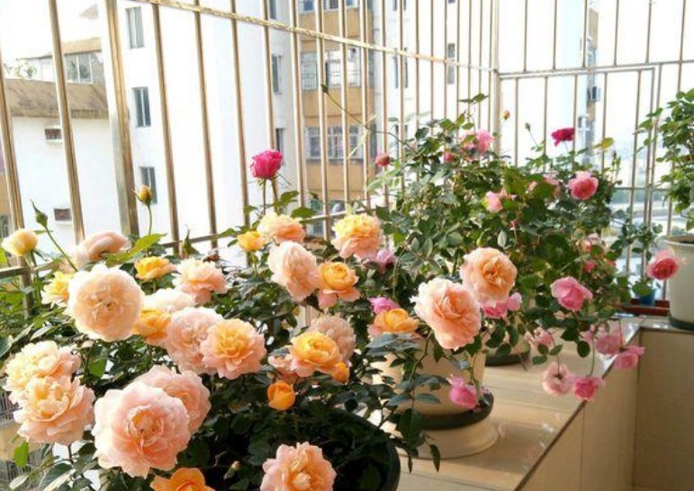 养护|春天就养5种花,好养又漂亮,花团锦簇,人见人爱!