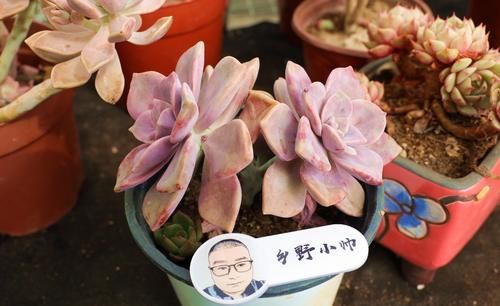 春天到了，小帅教你这样养多肉，才能让你的多肉这么可爱