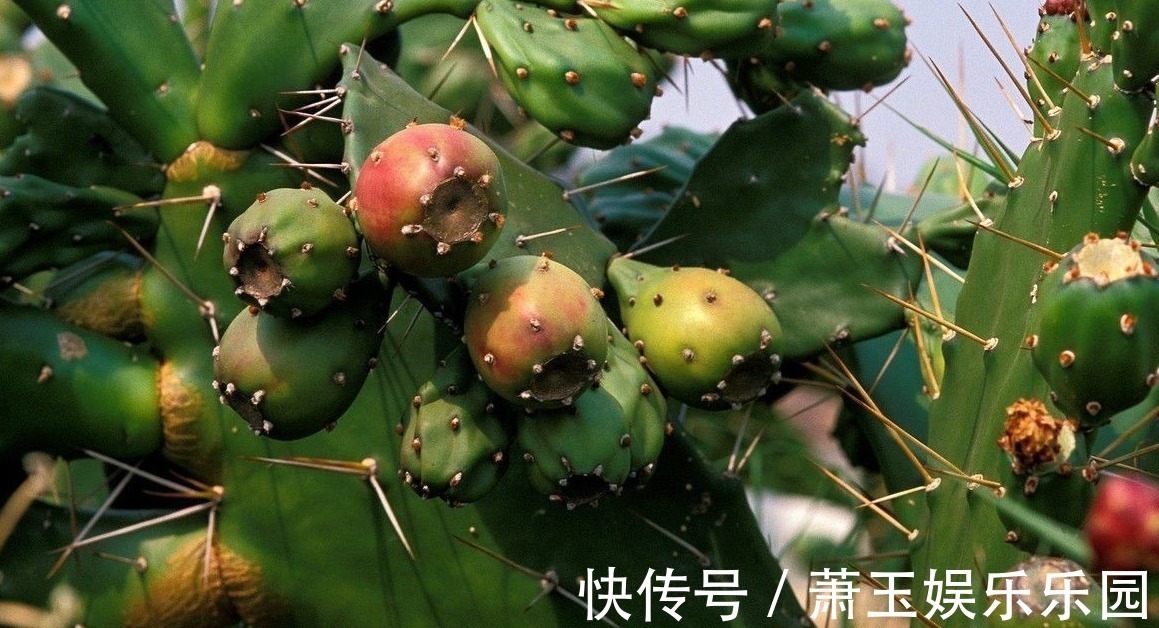 净化|家里必须养的5种花卉盆栽,让身体远离病痛,还能省下买药钱