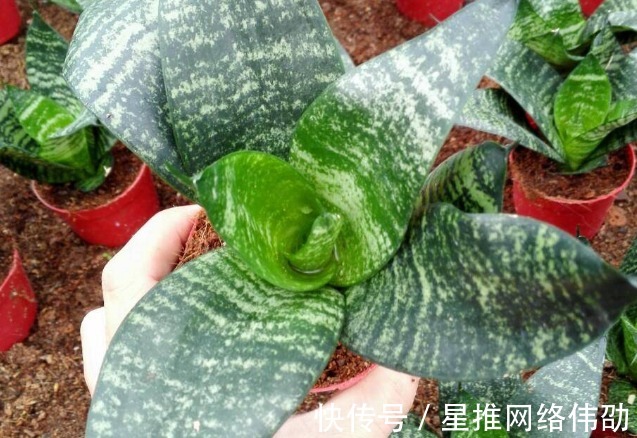 新芽|虎皮兰闹脾气不出新芽怎么办?学会这两招,不出也得出