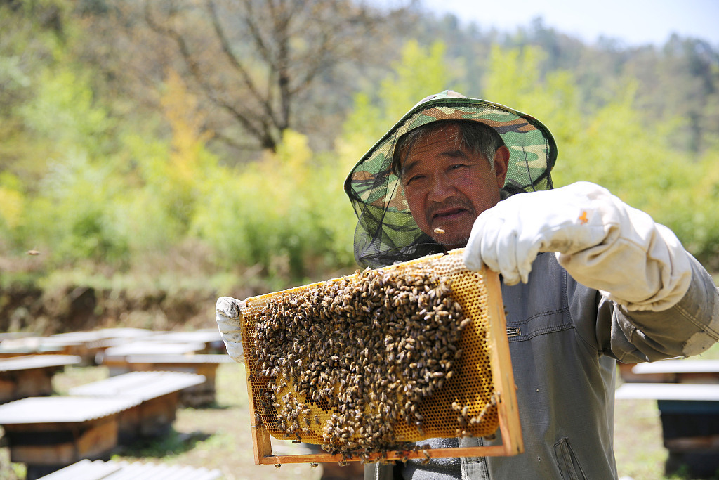 肝细胞|养肝界的“扛把子”,菊花只能排第三,第一很多人不爱吃