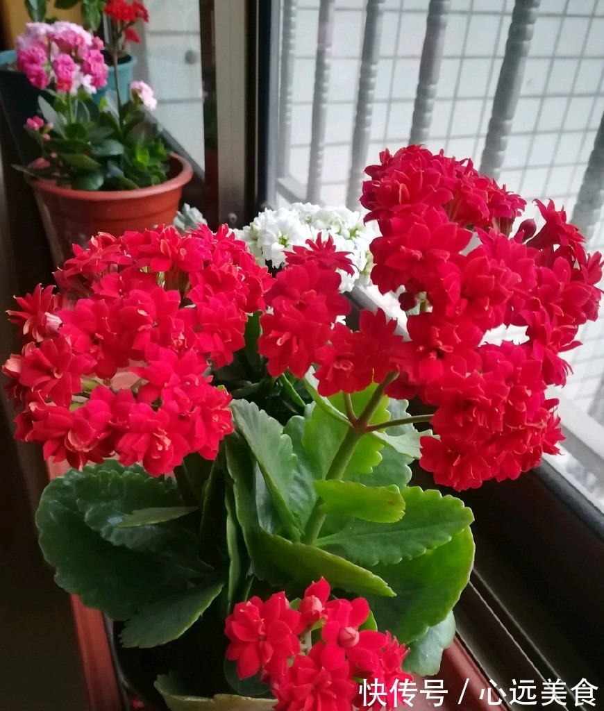 新手养长寿花,给它喝点“过期药水”,轻易就爆盆!