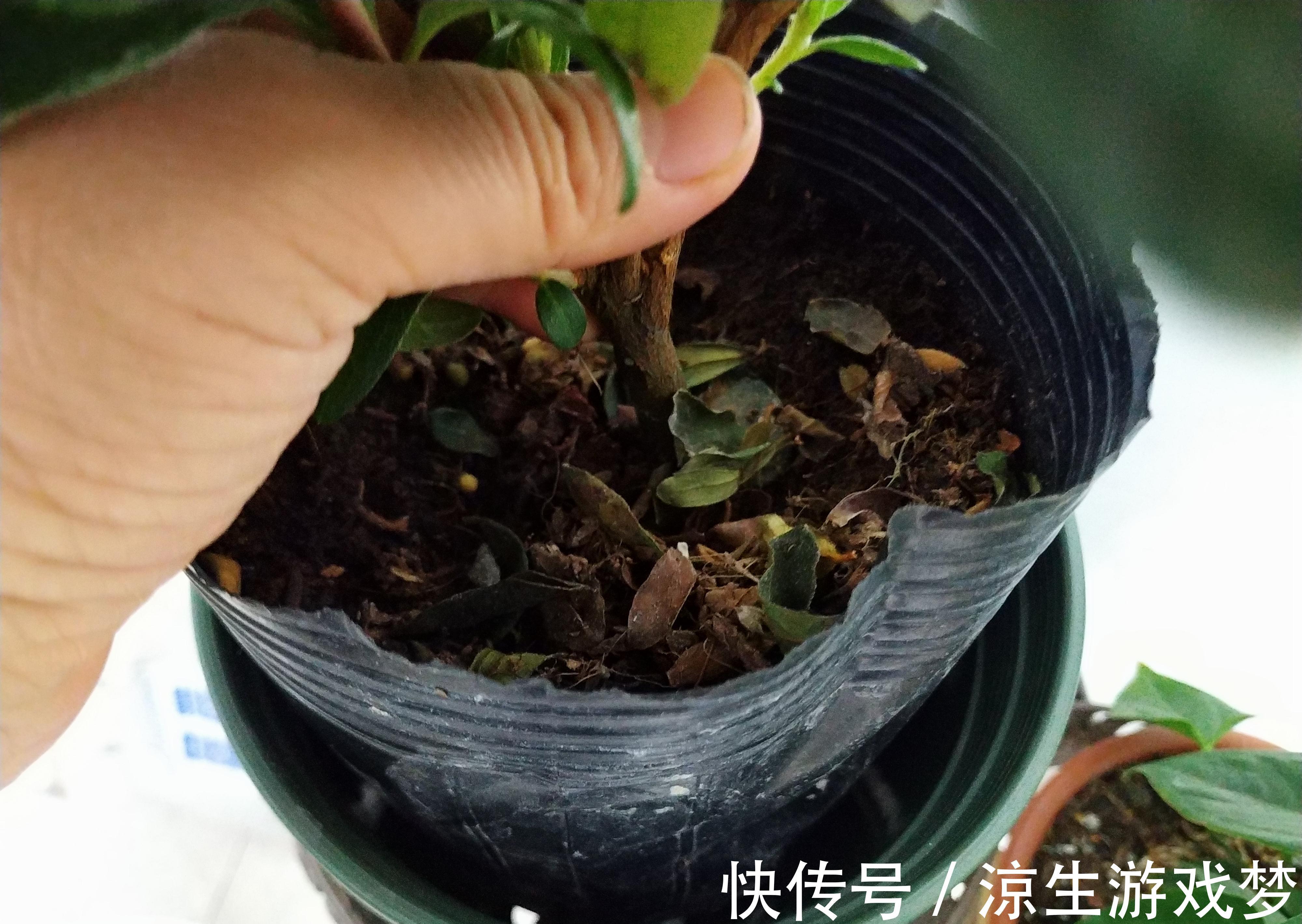 新买的杜鹃，记住4点，不黄叶不落叶，盆盆都能开爆