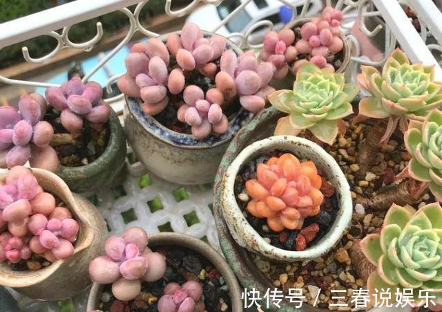 阴凉处|9月开始，养桃蛋“牢记”2个字，半年养的“胖嘟嘟”，萌化了