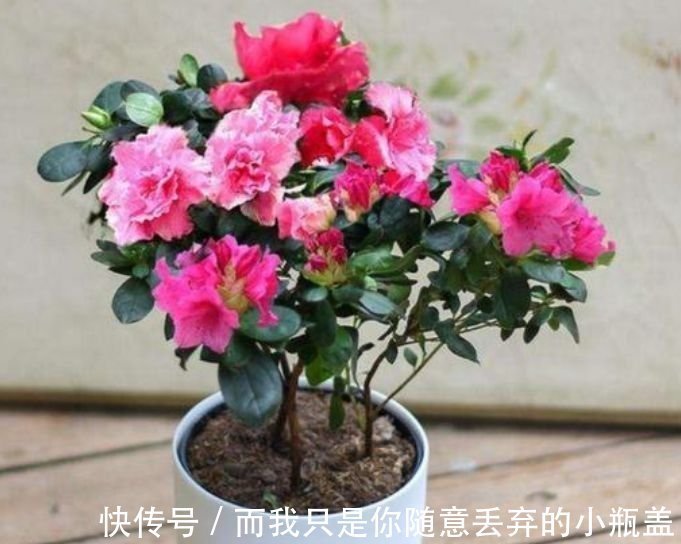 4种花超好养，花期长，叶子翠绿开紫花，比常见花还好看