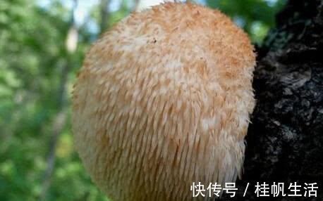 血脂|血脂高低决定寿命长短！日常吃这几样食物，血脂稳定更长寿