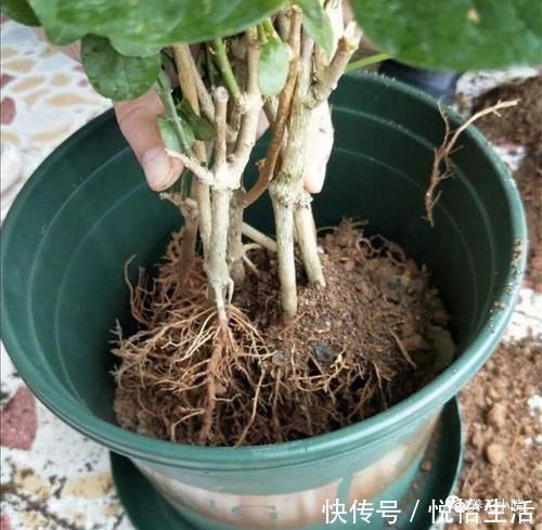 家中养花,别用这3种土,用上长不旺,影响开花