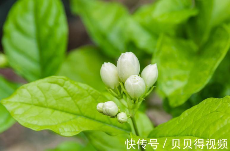 花香在世界排名前三的花,闻一闻精神百倍,你家有养么