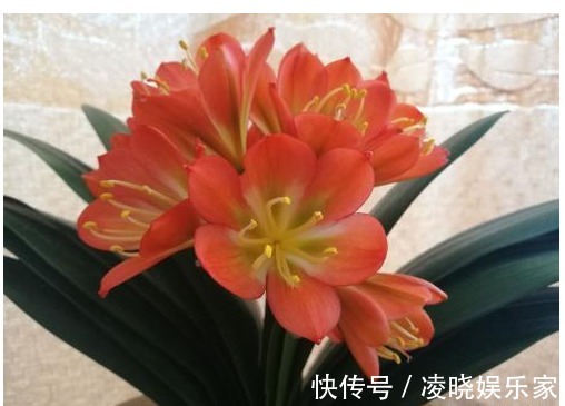 养花|给君子兰浇水时加点料,一月用2次,叶子油绿有光泽。