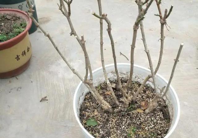 花期|茉莉花的修剪工作分成3个阶段，掌握好修剪技巧，花开满枝头