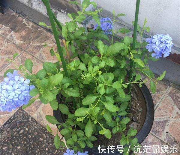 春天|9月给天竺葵剪个短发,过冬前就能窜叶子,明年春天开成大花球!