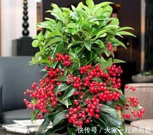 家里阳台必养此款花卉,旺宅、招财富贵来,聪明人都在养