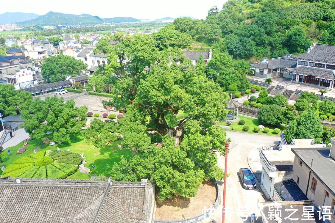 灵芝谷|象山樟岙村，灵芝谷，千年古樟的树洞越来越小