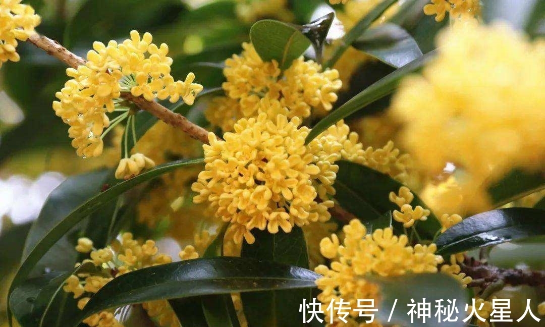 家里养这12种花，每个月开一种花，一整年都有花看