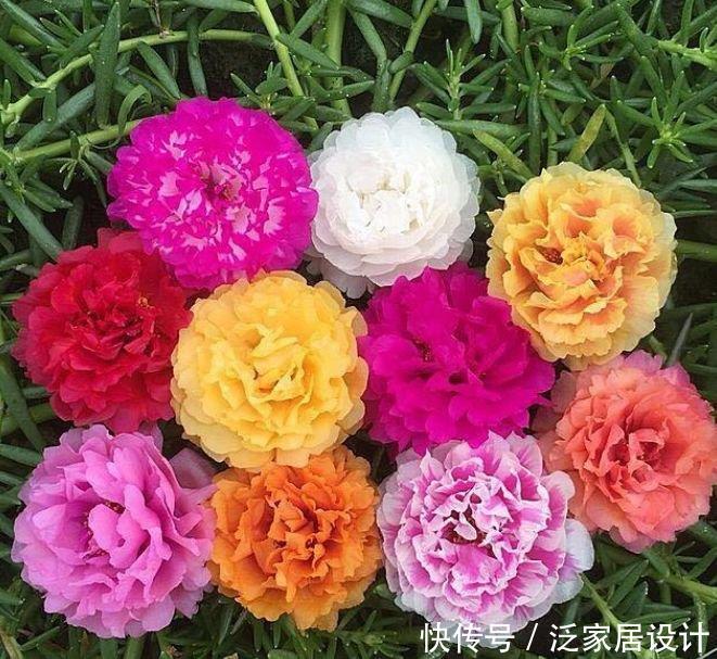 花就养4种花，家里养一盆，花色鲜艳夺目，花朵美艳迷人