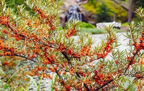 甘油三酯|56岁大妈甘油三酯过高，每天吃一果，血液不稠，血脂“悄悄”降了
