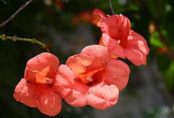 凌霄花|家里再小，3种“吊盆花”也要养，花芽一钻上百朵，花开成“帘”