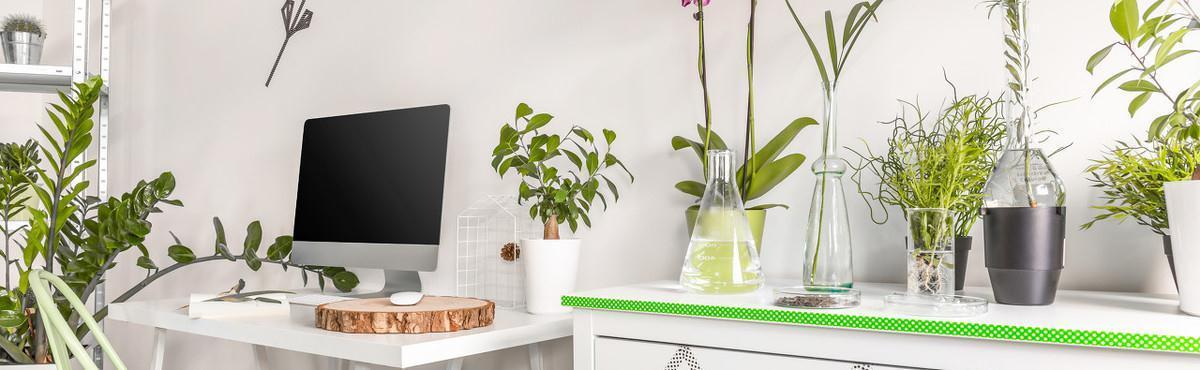 养护|植物也可成为传家宝,这6种高价值植物,你值得拥有