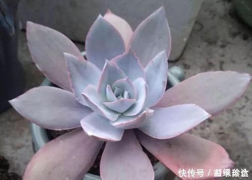 初霜|几种仙气多肉,谁看见了都会爱不释手,必须进来看