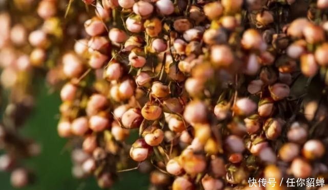 五粮液|七大酿酒古遗址,个个都是非遗顶流!