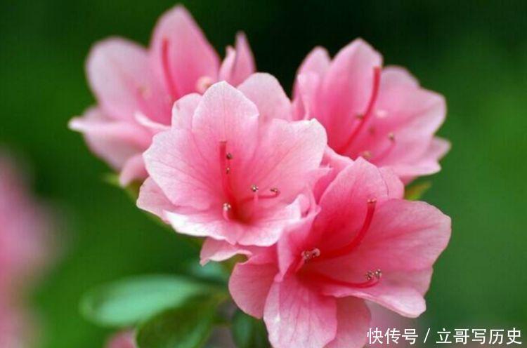 几种小花,花期长堪称劳模,一朵朵红艳艳,绚丽夺目