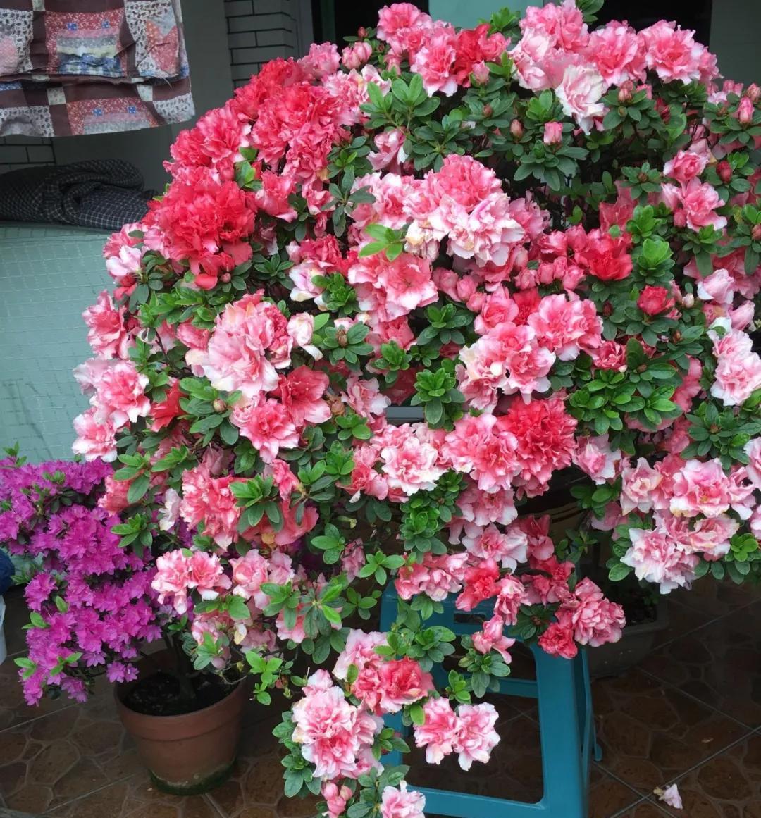 4种花，花期很长，养在家里细心呵护，才能开得更美