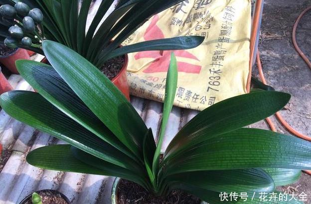 花友|养君子兰用这个小妙招,开花多、新叶多、不夹箭,叶子绿的发光